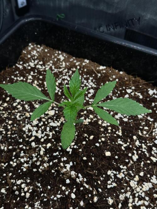 Mandarin Cookies V2 unreleased Seeds 🍀. Week 3 - Left, Mary is developing beautifully, had caught up with her sister now