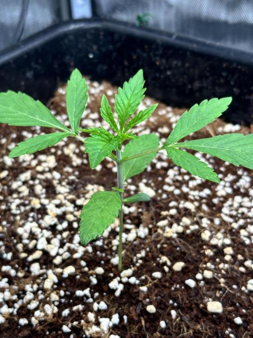 Mandarin Cookies V2 unreleased Seeds 🍀. Week 3 - Side notes are starting to become visible
