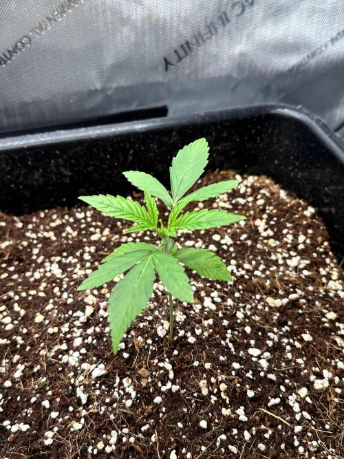 Mandarin Cookies V2 unreleased Seeds 🍀. Week 3 - Right, Marcy is also growing nicely