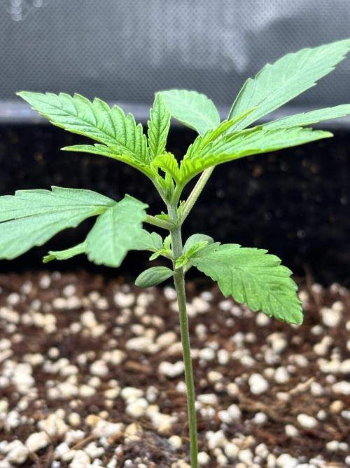 Mandarin Cookies V2 unreleased Seeds 🍀. Week 3 - Side notes here are popping out.