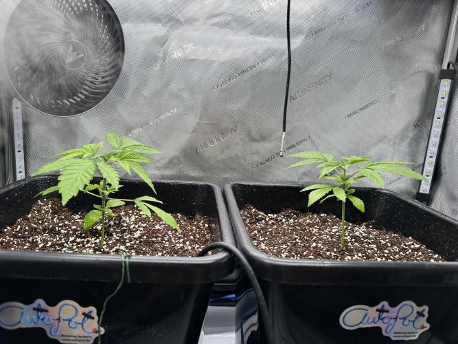 MandarinCookies V2 unreleased Genetics🍀. Week 4 - Both plants are looking absolutely gorgeous, right one seems a day behind.