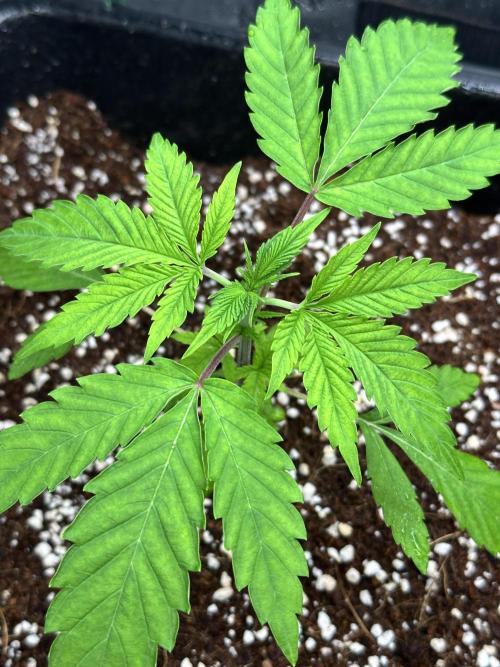 MandarinCookies V2 unreleased Genetics🍀. Week 4 - Mary is looking green and happy
