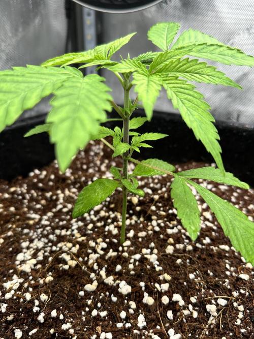 MandarinCookies V2 unreleased Genetics🍀. Week 4 - very nicely spread side growth 