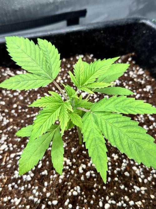MandarinCookies V2 unreleased Genetics🍀. Week 4 - Marcelyn lookin happy green and healthy, was given a bit more Rhizo