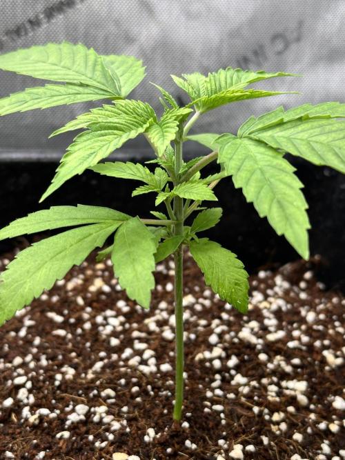 Mandarin Cookies. Week 4
