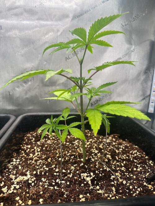 MandarinCookies V2 unreleased Genetics🍀. Week 5 - Marcelyn looking strong and happy