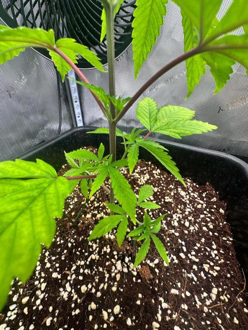 MandarinCookies V2 unreleased Genetics🍀. Week 5 - closeup of Mary