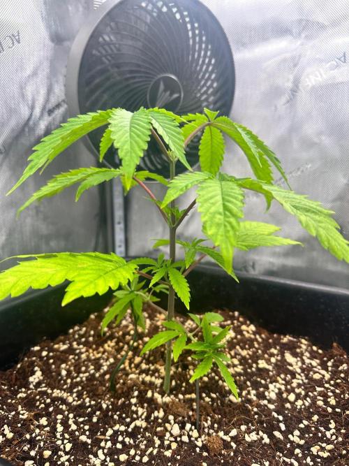 MandarinCookies V2 unreleased Genetics🍀. Week 5 - Mary looking a bit sadder than her sister