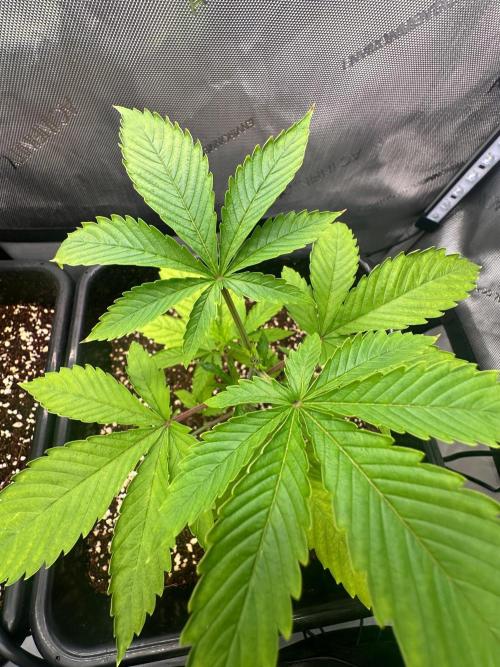 MandarinCookies V2 unreleased Genetics🍀. Week 5 - we decided to cut the top nodes