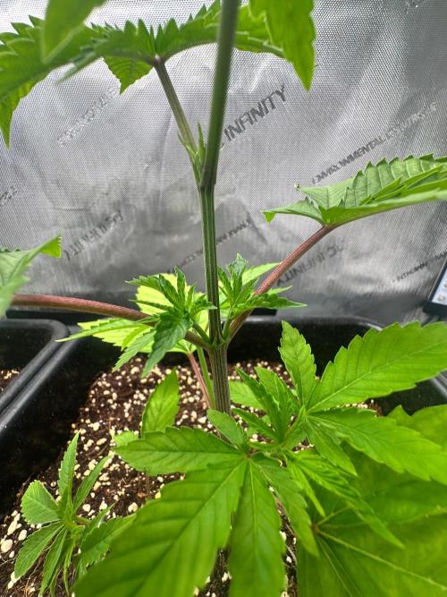 MandarinCookies V2 unreleased Genetics🍀. Week 5 - Another closeup of Marcelyn 