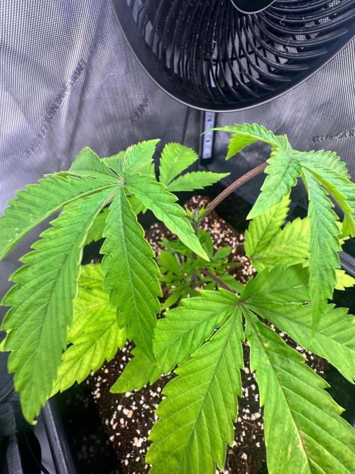 MandarinCookies V2 unreleased Genetics🍀. Week 5 - Also decided to cut the top nodes on Mary