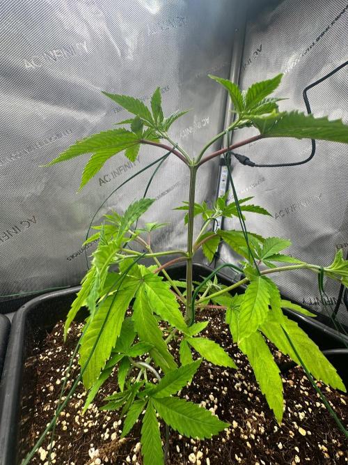 MandarinCookies V2 unreleased Genetics🍀. Week 6 - Marcelyn 