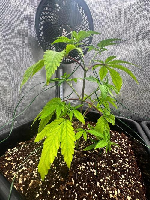 MandarinCookies V2 unreleased Genetics🍀. Week 6 - Mary