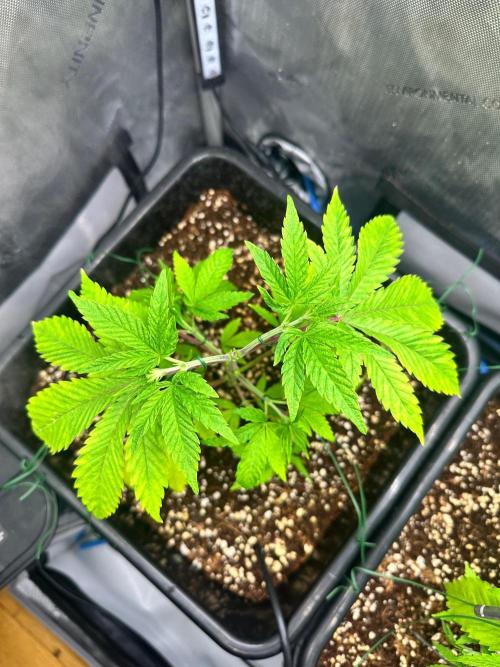 MandarinCookies V2 unreleased Genetics🍀. Week 6 - Top view of Mary