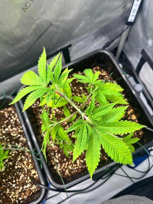 MandarinCookies V2 unreleased Genetics🍀. Week 6 - Top view of Marcelyn