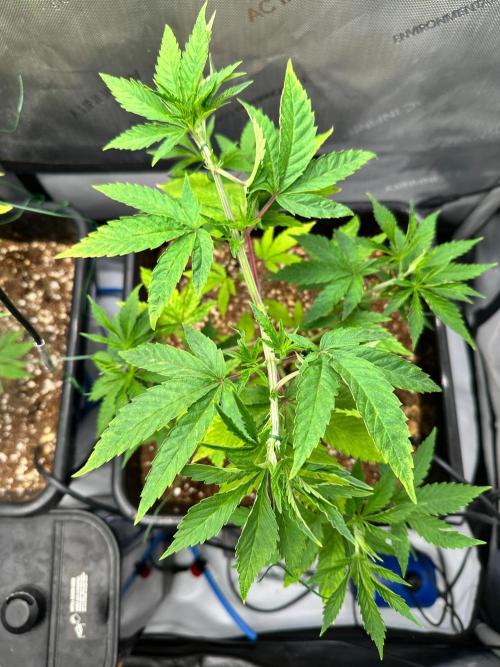 MandarinCookies V2 unreleased Genetics🍀. Week 7 - Top view 