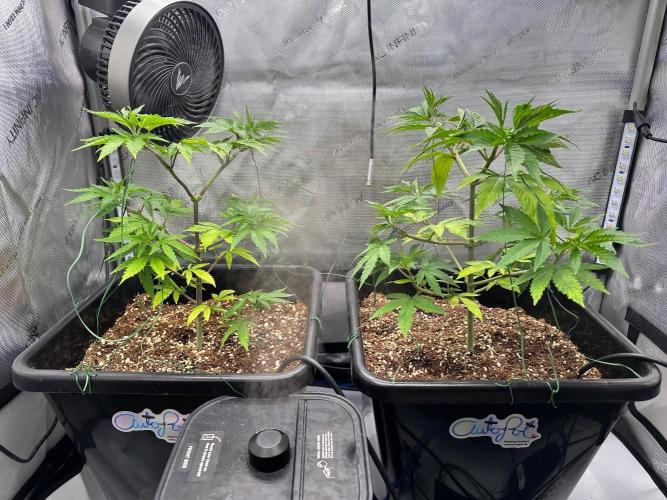 MandarinCookies V2 unreleased Genetics🍀. Week 7 - plants are loving the autopots 