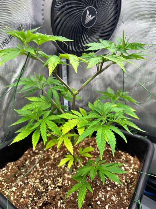 MandarinCookies V2 unreleased Genetics🍀. Week 7 - Mary