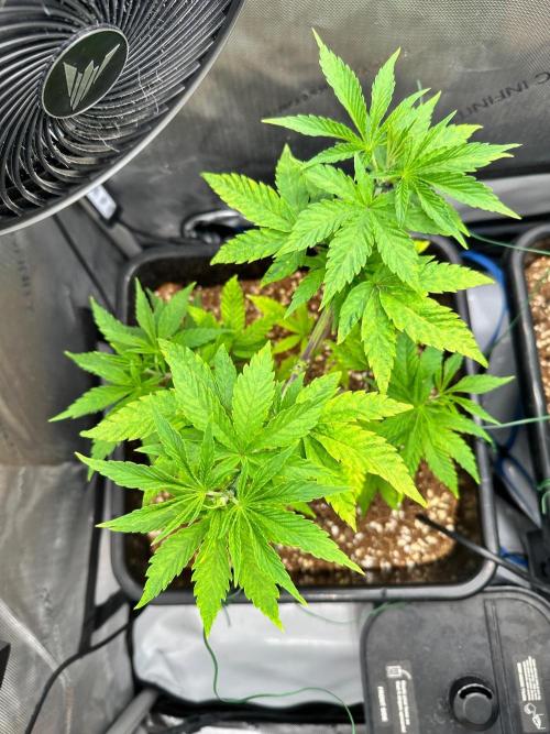 Mandarin Cookies. Week 7