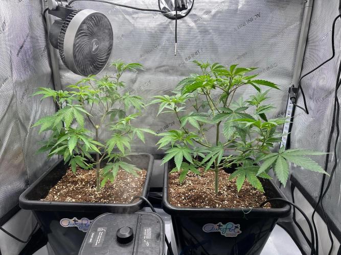 MandarinCookies V2 unreleased Genetics🍀. Week 8 - Last week of Veg!