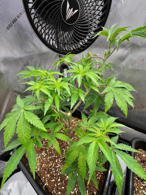 MandarinCookies V2 unreleased Genetics🍀. Week 8 - Mary