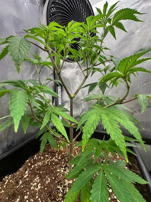 MandarinCookies V2 unreleased Genetics🍀. Week 8 - Nodes visible on Mary here