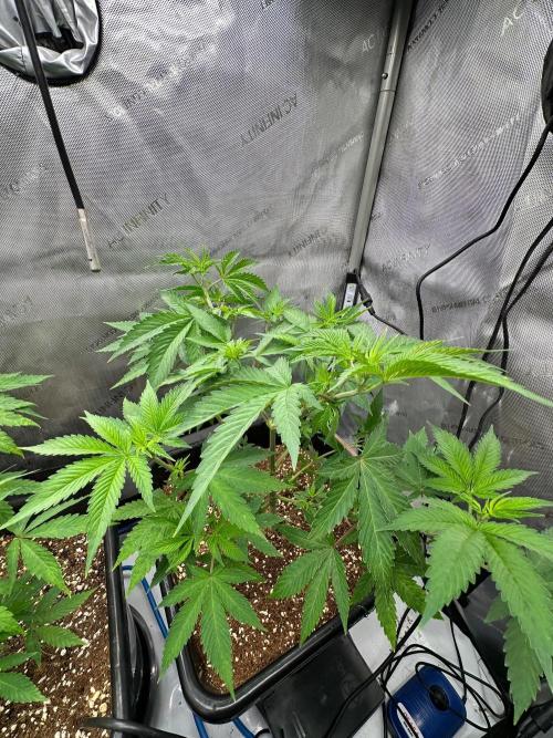 MandarinCookies V2 unreleased Genetics🍀. Week 8 - Marcelyn 