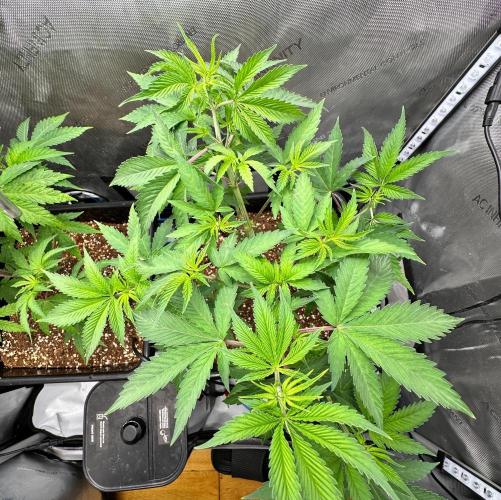 MandarinCookies V2 unreleased Genetics🍀. Week 8 - Top view of Marcelyn