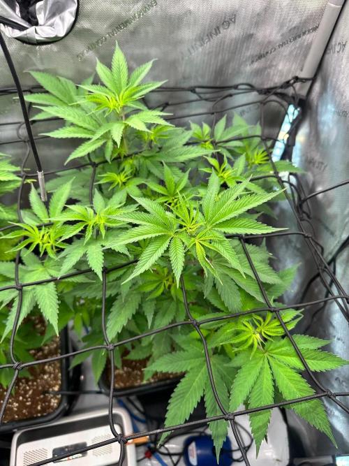 MandarinCookies V2 unreleased Genetics🍀. Week 9
