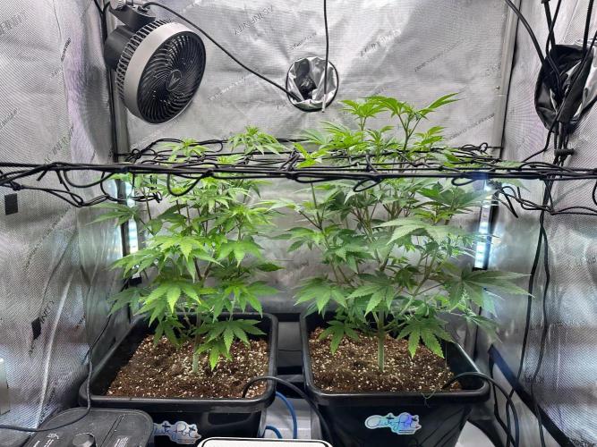 MandarinCookies V2 unreleased Genetics🍀. Week 9