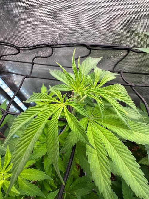 MandarinCookies V2 unreleased Genetics🍀. Week 9