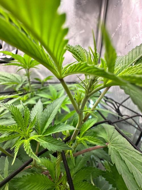 MandarinCookies V2 unreleased Genetics🍀. Week 9