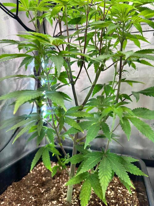 MandarinCookies V2 unreleased Genetics🍀. Week 9