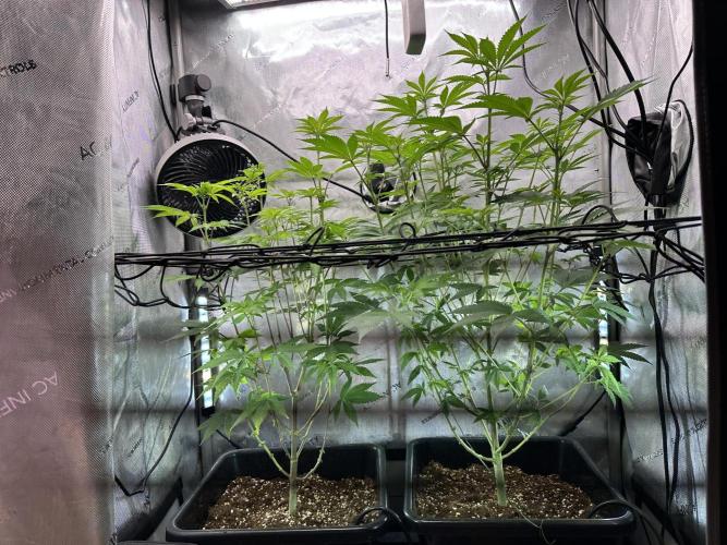 MandarinCookies V2 unreleased Genetics🍀. Week 10