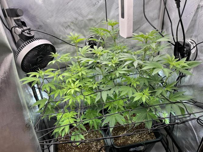 MandarinCookies V2 unreleased Genetics🍀. Week 10