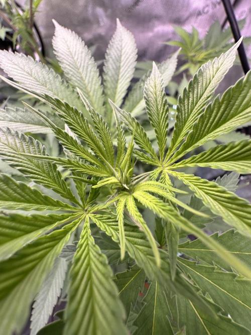 MandarinCookies V2 unreleased Genetics🍀. Week 10
