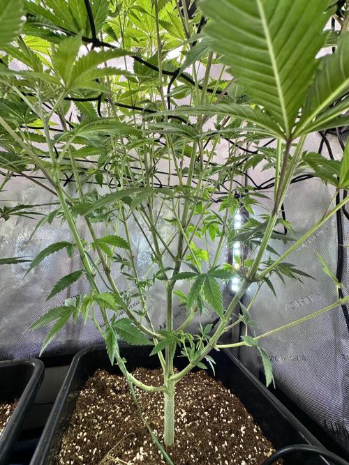 MandarinCookies V2 unreleased Genetics🍀. Week 10