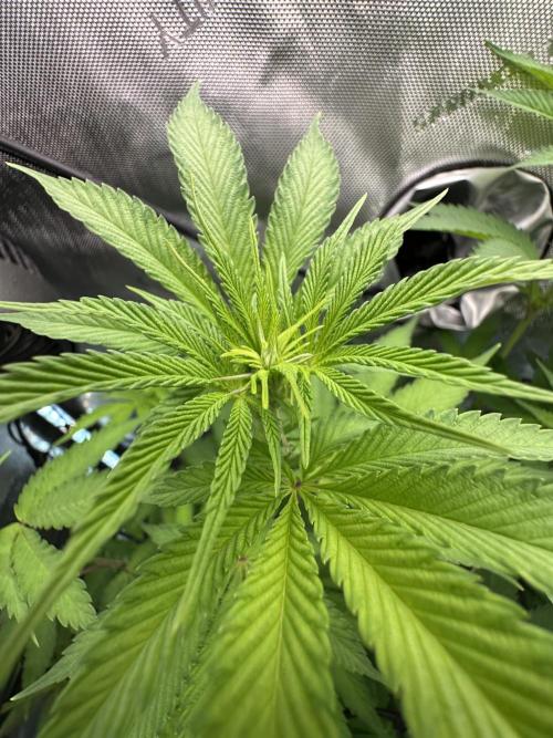 MandarinCookies V2 unreleased Genetics🍀. Week 10