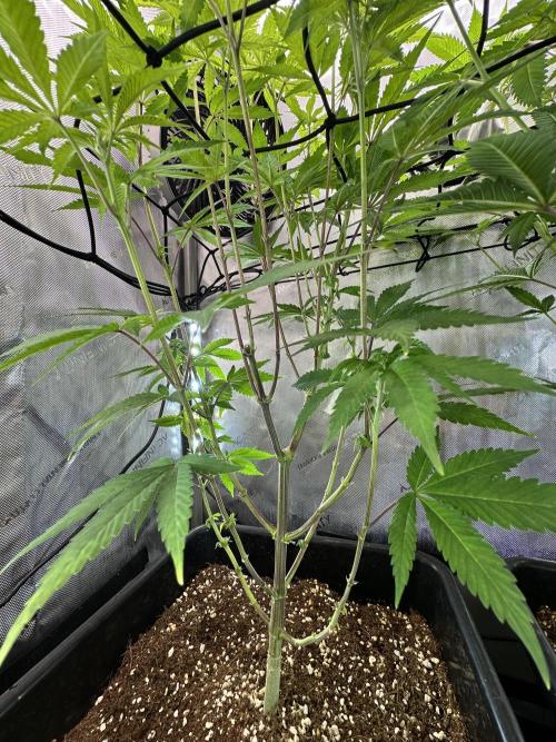 MandarinCookies V2 unreleased Genetics🍀. Week 10