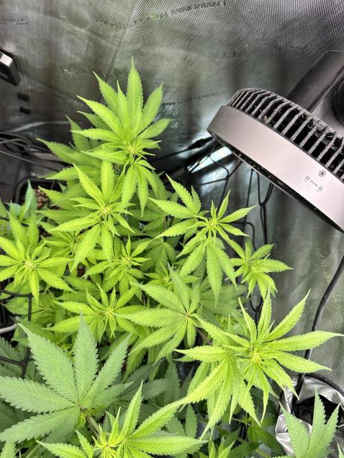 MandarinCookies V2 unreleased Genetics🍀. Week 10