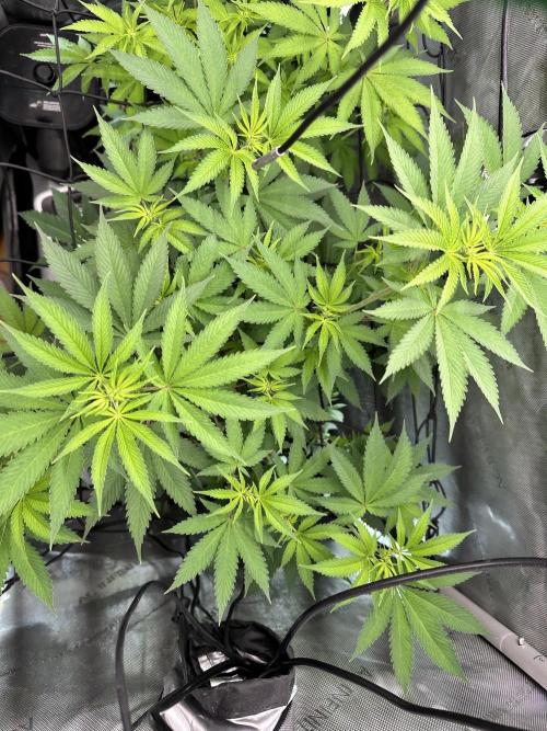 Mandarin Cookies. Week 10