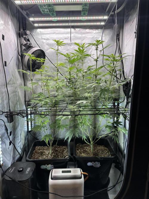 MandarinCookies V2 unreleased Genetics🍀. Week 11