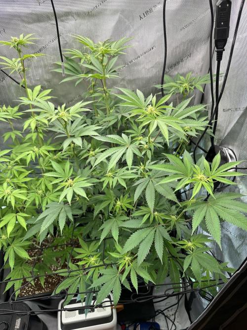 MandarinCookies V2 unreleased Genetics🍀. Week 11