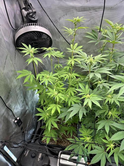 MandarinCookies V2 unreleased Genetics🍀. Week 11