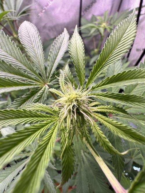 MandarinCookies V2 unreleased Genetics🍀. Week 11