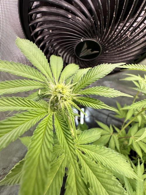 MandarinCookies V2 unreleased Genetics🍀. Week 11