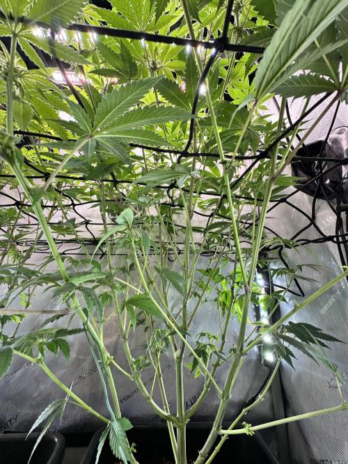 MandarinCookies V2 unreleased Genetics🍀. Week 11
