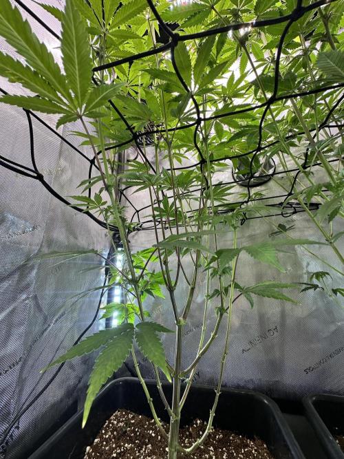 MandarinCookies V2 unreleased Genetics🍀. Week 11
