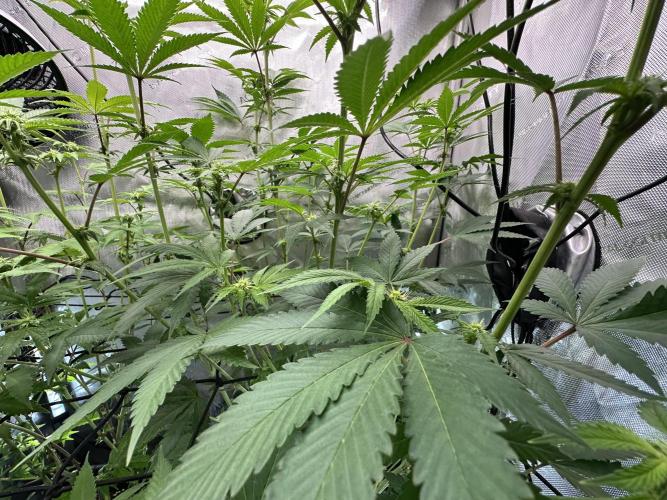 MandarinCookies V2 unreleased Genetics🍀. Week 11