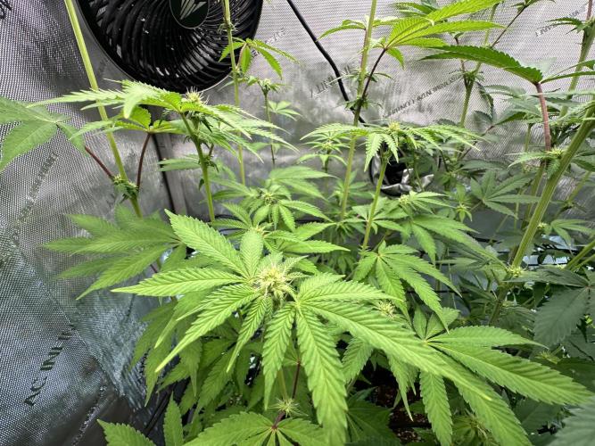 MandarinCookies V2 unreleased Genetics🍀. Week 11
